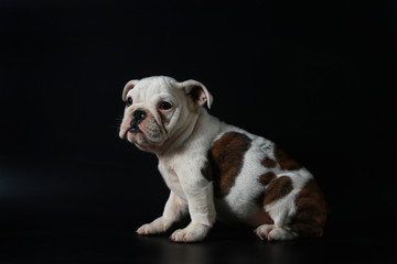 purebred English Bulldog puppy action on balck screen