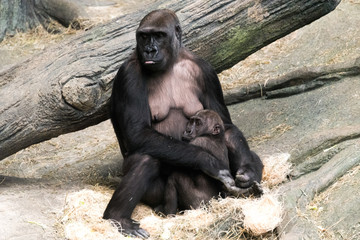 Gorilla with her baby in a zoo