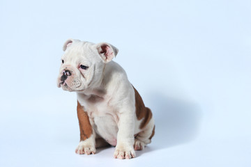 purebred English Bulldog puppy action on white screen