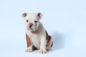 purebred English Bulldog puppy action on white screen