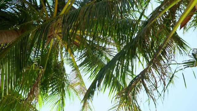 Bottom view. Beautiful green palm trees wave on wind. Sunshine get through palya leaves. Sunny day on the island. Vietnam.