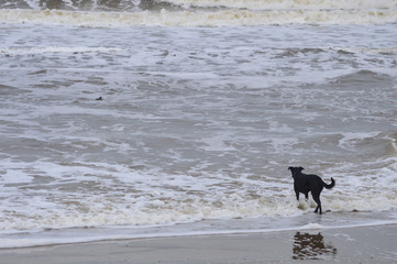 black coming in the dog water in the beach