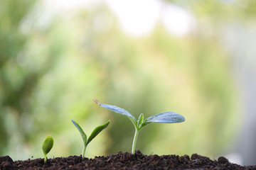 Green plants planting