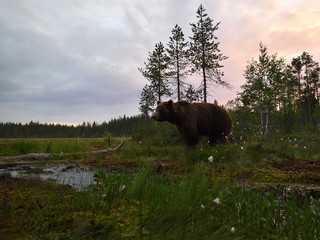 Adult male brown bear early in the morning at summer