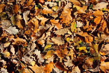 colorful autumn foliage background texture