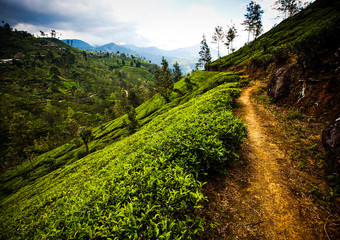 Naklejka na ściany i meble tea plantation landscape in Sri Lanka