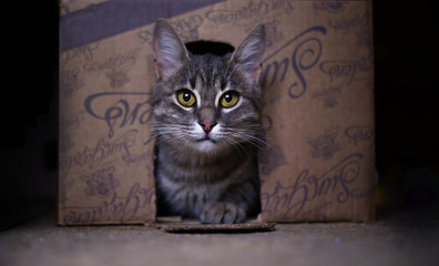 Cat in the box