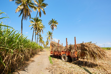 Sugar cane plantation, Saint-louis (Reunion Island) - 186862095