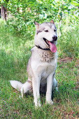 Husk dog. Husky. Dog on the background of grass. The dog is close-up