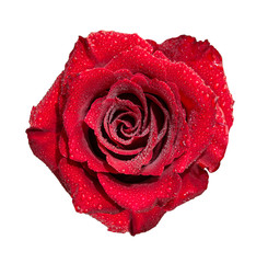 Rose flower isolated on white