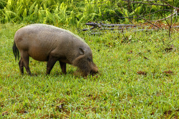 bearded pig digs the earth
