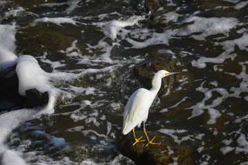 marine bird about half the rocks in water of the sea with foam