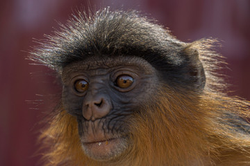 Red Colobus Monkeys in Bigilo forest park, The Gambia