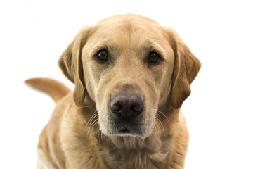 Golden Labrador Looking Into Camera With White Background