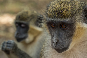 Green Vervet Monkeys in Bigilo forest park, The Gambia