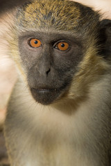 Green Vervet Monkeys in Bigilo forest park, The Gambia