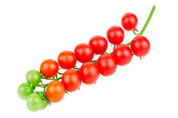 ripe cherry tomato twig