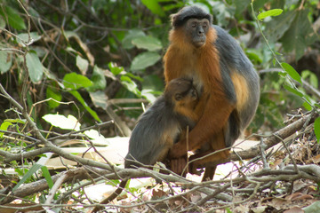 Red Colobus Monkeys in Bigilo forest park, The Gambia