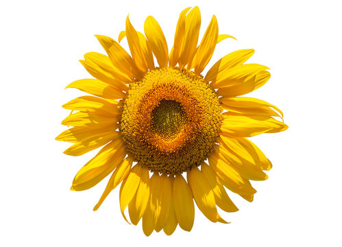 sunflower head on white