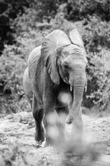 Elefant, Kenia