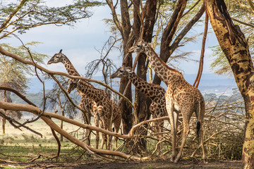 Giraffengruppe in Bäumen