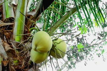 coconut tree
