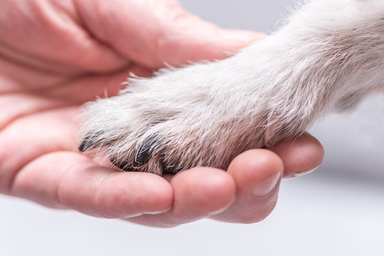 Close up view top of dog paws and human hand - friendship between jack russell terrier foot and human