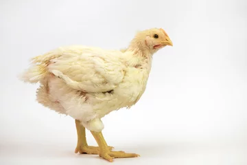 Zelfklevend Fotobehang Broiler chicken 31 days old isolated on white © Tatiana
