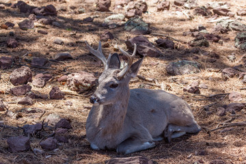 Fototapeta premium Coues Whitetail Deer Buck Bedded