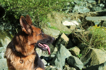 Closeup portrait of German Shepherd after a long hike in the mountains