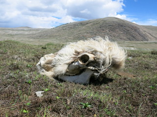 Mongolia - traditional shepherd lifestyle and landscape in west Mongolia near Kazakhstan boarder line