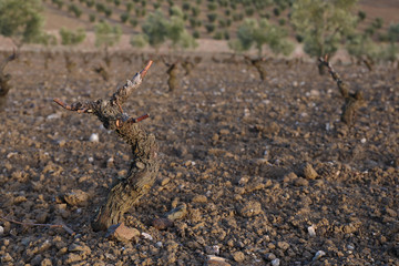 Vines strains pruned in a winter sunset