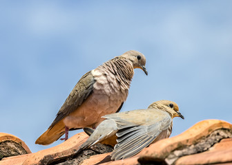 Couple of doves on the roof