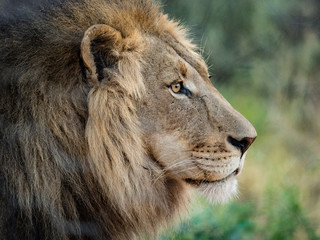 Lion portrait	