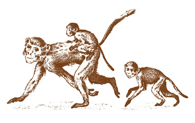 monkeys or humanoid wild animals. family in nature. engraved hand drawn in old sketch, vintage style.
