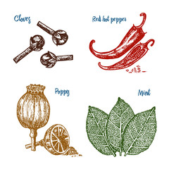 Herbs, condiments and spices. Red pepper, poppy and mint and cloves for the menu. Organic plants or vegetarian vegetables for cooking. engraved hand drawn in old sketch, vintage style.