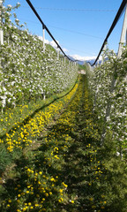 Löwenzahn in blühender Apfelwiese