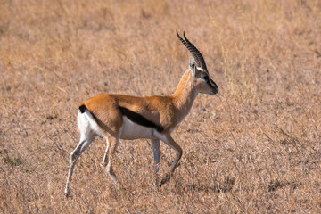 Grant's Gazelle in Serengeti National Park