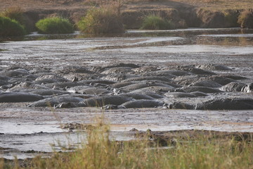 Pod of Hippopotamus bathing in the Serengeti , Tanzania