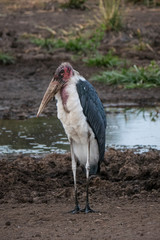 Marabou Stork in Lake Manyara National Park, Tanzania