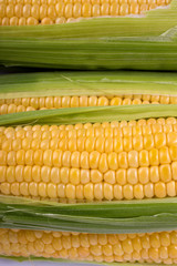 Corn on a white background