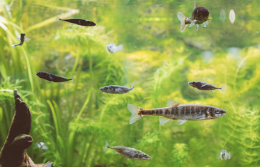 Freshwater green aquarium with plants and fishes.