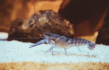 Small crustacean on the bottom of the sea.