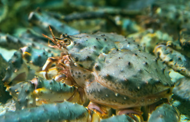 Red king crab underwater. Paralithodes camtschaticus.