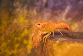 Small crustacean on the bottom of the sea.
