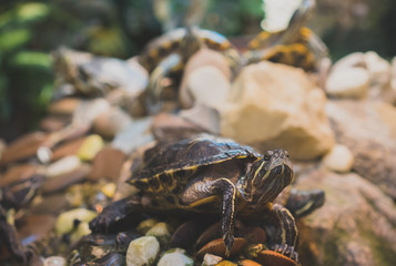 Portrait of turtle resting on rock.