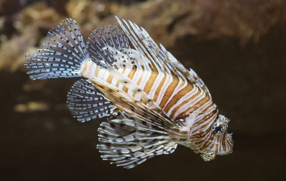 Close-up view of Devil firefish. Pterois miles.
