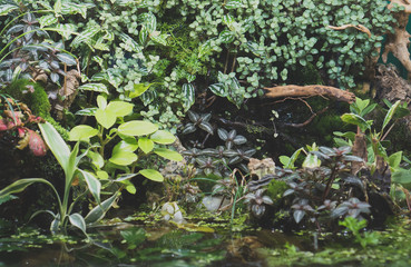 Beautiful freshwater green aquarium with plants.