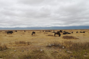 Wildebeest in Ngorongoro National Conservation Area, Tanzania