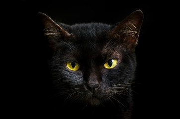 Closeup portrait black cat The face in front of eyes is yellow. Halloween black cat  Black...